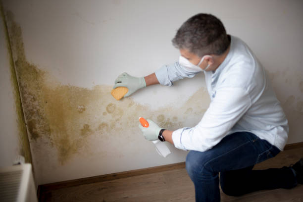 Best Commercial Mold Inspection  in Breinigsville, PA