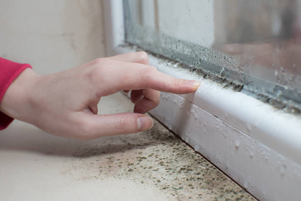 Best Basement Mold Removal  in Breinigsville, PA